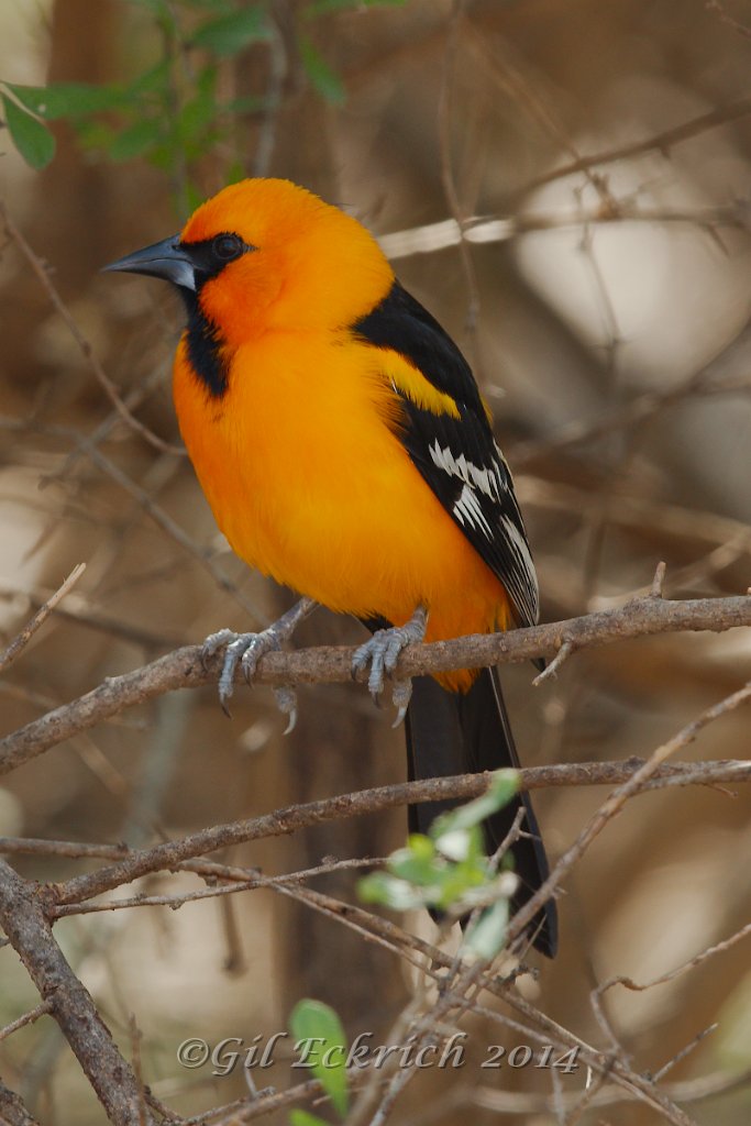 Altamira Oriole 2014-01-26_13.jpg